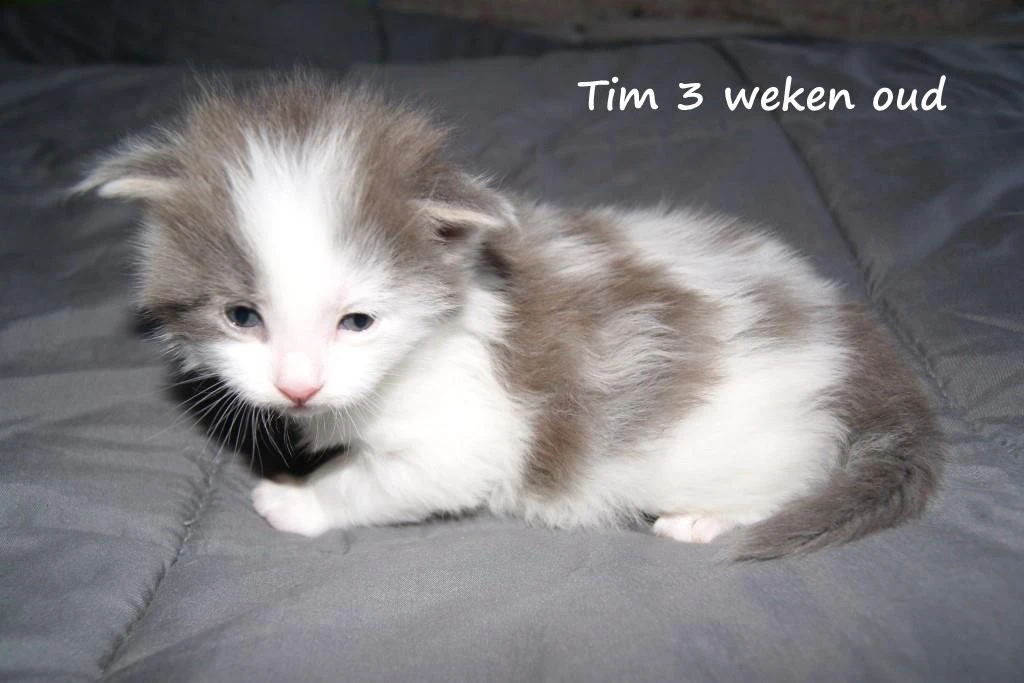 Tim